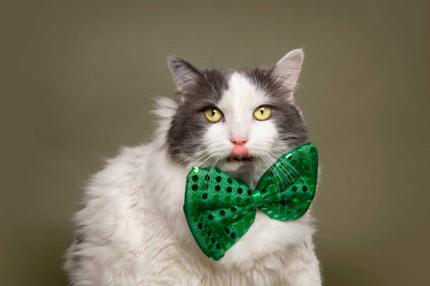 istock Cute Kitty in Green Bow Tie Licking Face 1201724183