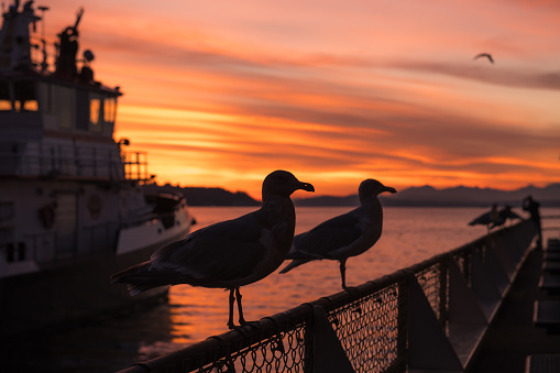 Sunset on Elliott Bay with silhouetted Seagulls and dramatic clouds.