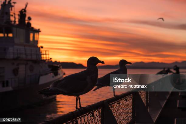 Sunset Stock Photo - Download Image Now - Seattle, Animal, Animal Body Part