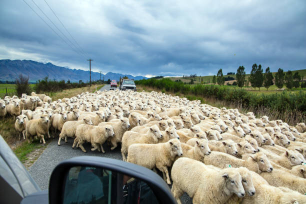 The heep on the road