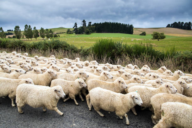 istock White wool from New Zealand 1201729815