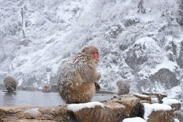 istock Snow monkey soaking in onsen , Winter in Nagano ,Japan 1201734893