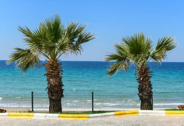 istock Palms on the beach in Kusadasi, Turkey 1201736333
