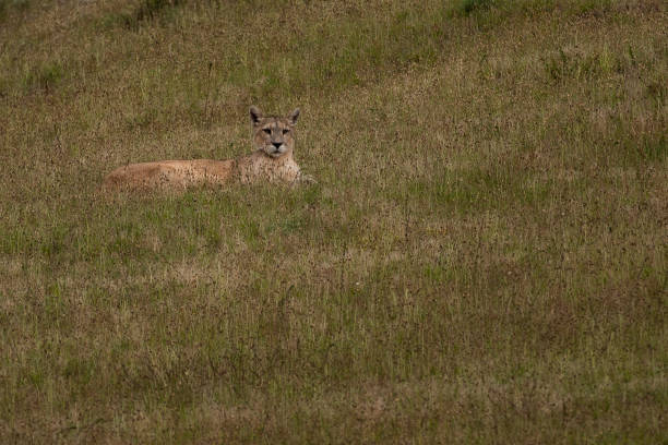 istock Puma lays in Grassy hill 1201736690