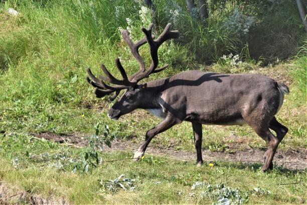istock Reindeer with Antlers 1201737380