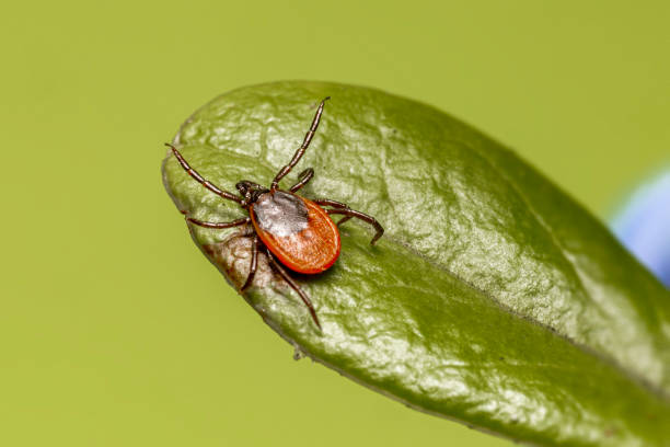 istock The castor bean tick (Ixodes ricinus) 1201737525
