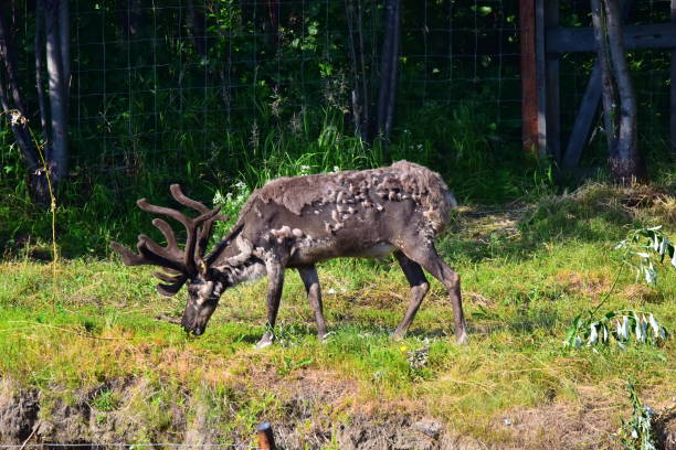 istock Reindeer with Antlers 1201737527