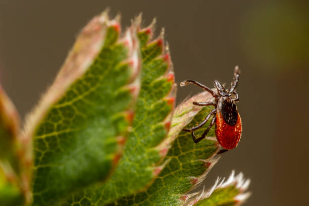 istock The castor bean tick (Ixodes ricinus) 1201737560