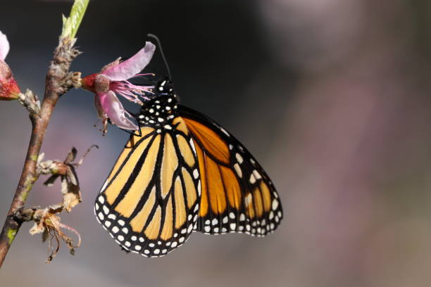 istock january 24, 2020 monarch butterfly on a peach tree flower 1201738554