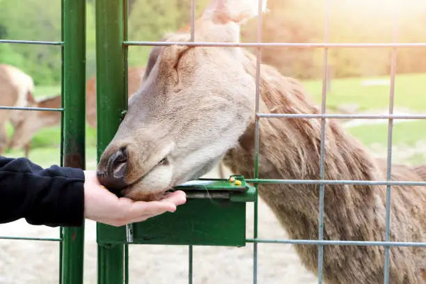 Photo of deer enjoy the tenderness of man