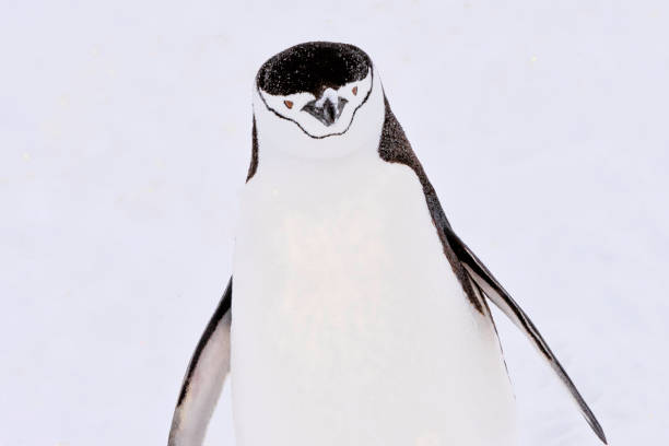 istock Penguin Portrait - chinstrap penguin 1201738798