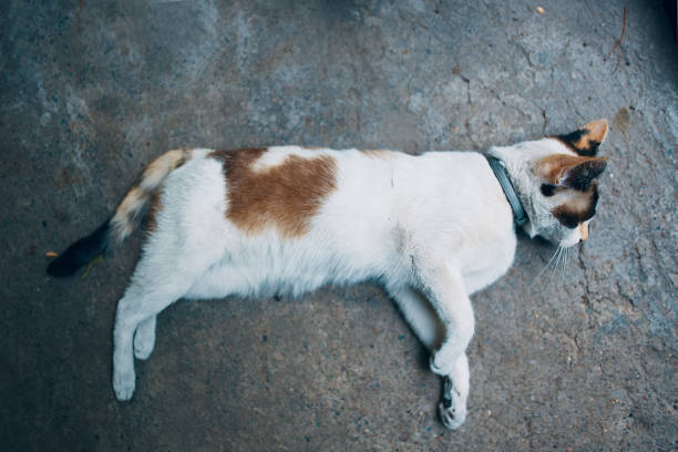 istock White cat hit by a car 1201739939