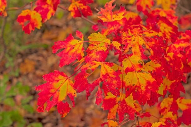 istock Colorful Leaves in the Deep Forest 1201740072
