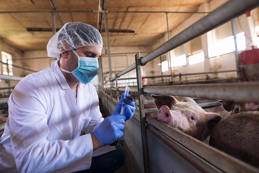 Veterinarian at cattle farm preparing to give a medicine shot injection for vaccination to the pigs at pig farm. Animals health control and care.