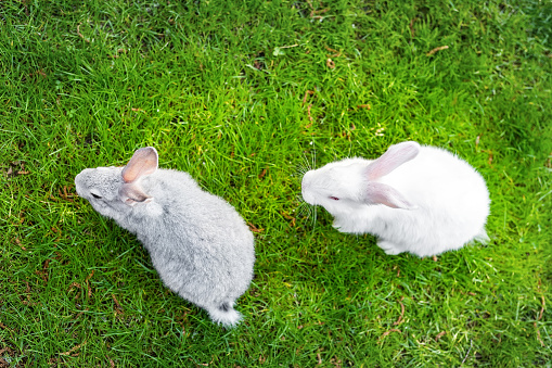 Top down view pair of cute adorable fluffy rabbit grazing on green grass lawn at backyard. Small sweet bunny walking by meadow in green garden on bright sunny day. Easter nature and animal background.