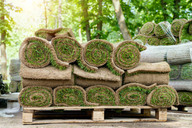 Stacks of green fresh rolled lawn grass on wooden pallet at dirt prepared for installation at city park or backyard on bright sunny day. Green tree forest on background. Gardening landcaping service. pilas de césped laminado fresco verde en palet de madera en la suciedad preparado para la instalación en el parque de la ciudad o patio trasero en un día soleado brillante. bosque de árboles verdes sobre fondo. servicio de terrato de jardinería