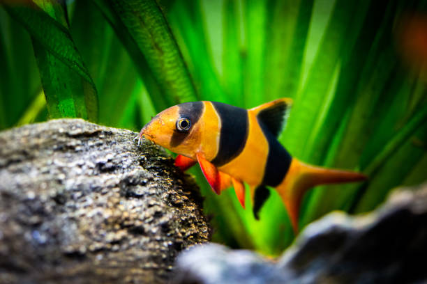 großer clown-loach im fischtank (chromobotia macracanthus) - tropical fish clown fish isolated animal stock-fotos und bilder