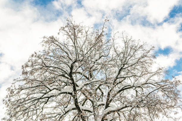 grandes branches larges de couronne d'arbre couvertes de neige avec le ciel bleu et le soleil brillant lumineux sur le fond. scène de nature d'hiver. bonnes prévisions météorologiques claires - tranquil scene tree sunset snow photos et images de collection