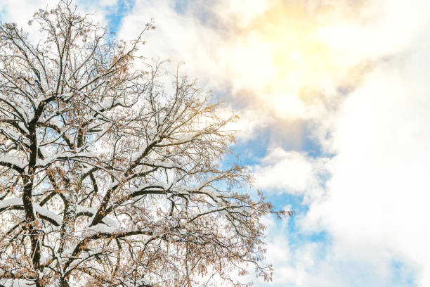 grandes branches larges de couronne d'arbre couvertes de neige avec le ciel bleu et le soleil brillant lumineux sur le fond. scène de nature d'hiver. bonnes prévisions météorologiques claires - tranquil scene tree sunset snow photos et images de collection