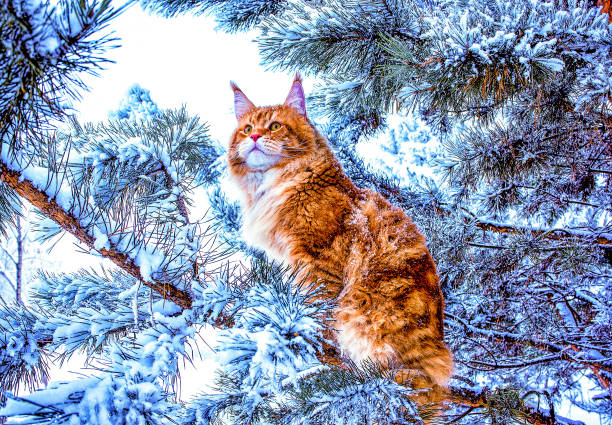 A very nice wild red and white maine coon cat sitting on the pine tree in the winter snowy forest.