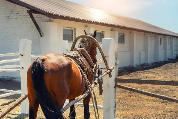 Photo of Beautiful chestnut brown horse harnessed with old wooden cart against white brick barn building at farm on background. Natural traditional rural scene. Countryside cottage outdoor landscape