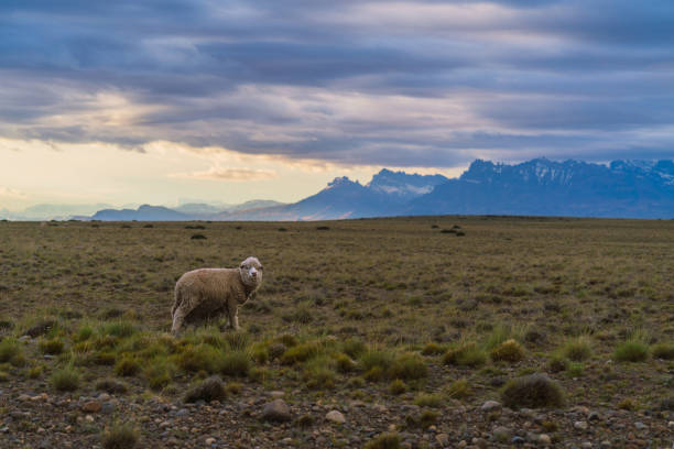 Scenic view of sheep  on pasture in Patagonian Andes