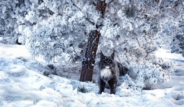 A very nice wild maine coon cat in the winter snowy forest.