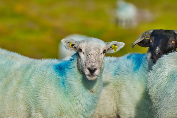 Head of a young sheep