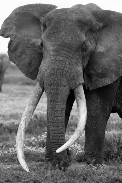 istock Endangered Tusker Elephant - Amboseli National Park, Kenya 1201755807