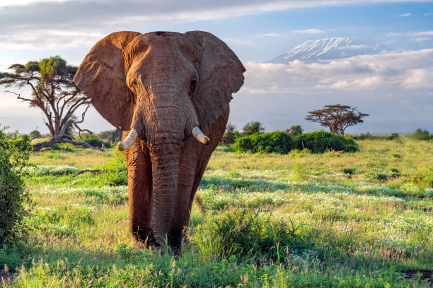 istock Elephant and Kilimanjaro, Amboseli National Park, Kenya 1201755810