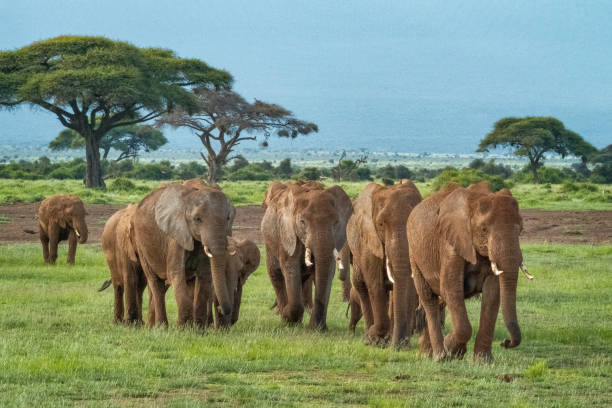 istock Elephant Herd Amboseli National Park Kenya 1201755832