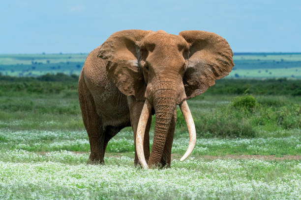 elefante tusker en peligro de extinción - parque nacional amboseli, kenia - 3894 fotografías e imágenes de stock