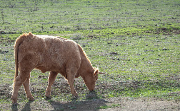 istock cow grazing on a path of a meadow 1201759038
