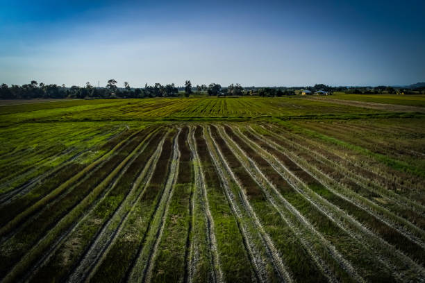 istock a beautiful view of greeny paddy fields 1201760567