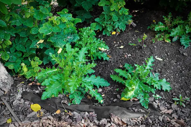 Photo of Multiple thistle plants grow in the garden