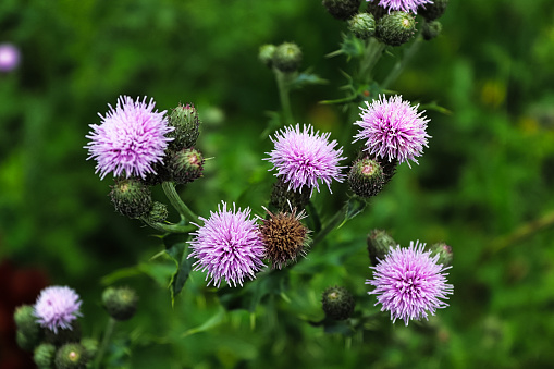 Top view of thistle flower heads in multiple stages.