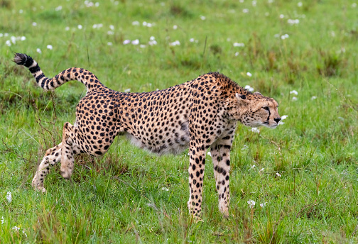 Cheetah stretching getting ready to run in the Savannah.