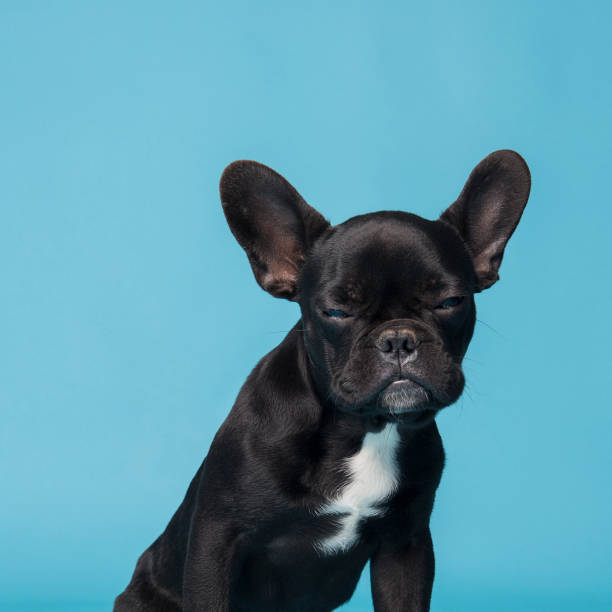 istock French Bulldog Puppy 1201766876