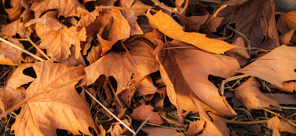 A bed of dry and orange leaves lying on the ground in the fall