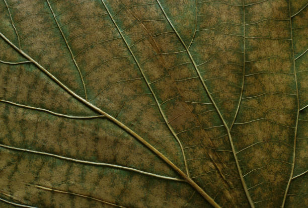 istock Macro abstract of a textured autumn leaf. 1201768123
