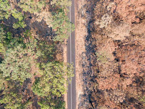 High angle aerial bird's eye drone view of a country road near Sydney, New South Wales, Australia, leading through a partly burnt forest affected by the devastating bushfire season end of 2019.