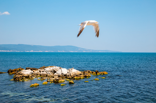 Black sea and seagull in Nessebar, Bulgaria