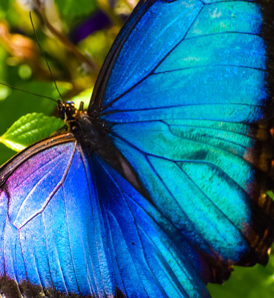Hermosos tonos irridiscentes de Blue Morpho Butterfly photo