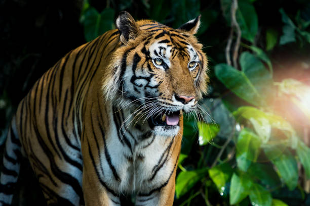 istock Photos of tiger naturally. 1201774059