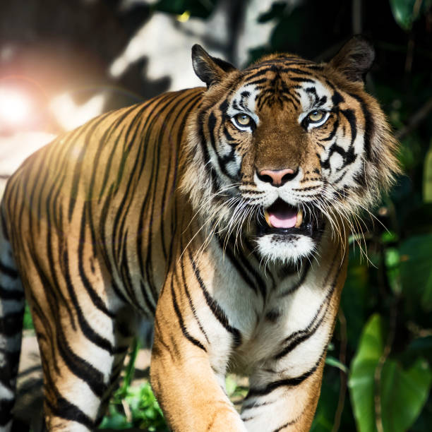 istock Photos of tiger naturally. 1201774064