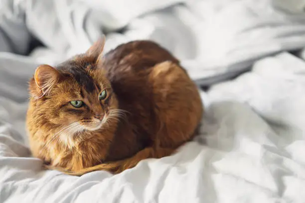 Domestic cute cat lying in bed sheets inside. The Somali cat breed is a beautiful domestic feline. They are smart, very social and they enjoy playing outside. These cute cats are ideal family pets.