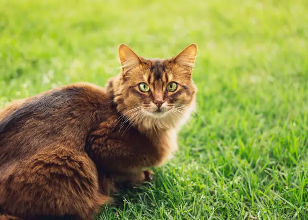 Purebred somali cat in the grass outside. The Somali cat breed is a beautiful domestic feline. They are smart, very social and they enjoy playing outside. These cute cats are ideal family pets.