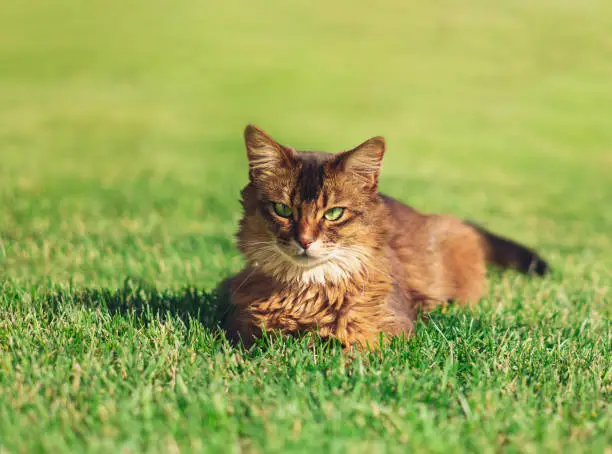 Pretty cat lying in green grass outdoor. The Somali cat breed is a beautiful domestic feline. They are smart, very social and they enjoy playing outside. These cute cats are ideal family pets.