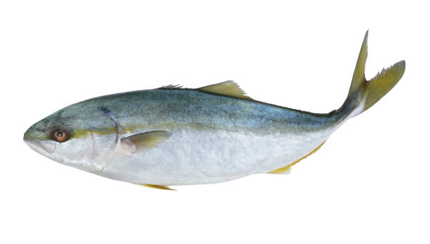 istock Yellowtail amberjack fish isolated 1201784641