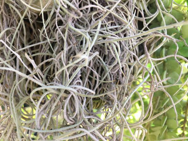 istock Spanish moss in the garden 1201786960